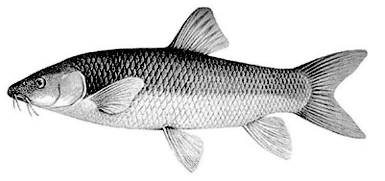 Luciobarbus bocagei_01.jpg